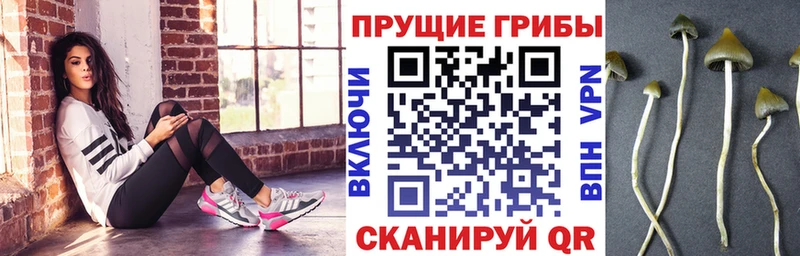 магазин    Болохово  Галлюциногенные грибы Psilocybine cubensis 